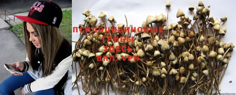 Галлюциногенные грибы Psilocybe  наркотики  Таганрог 